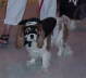Clipper as Zorro