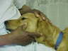 Dog on Lap