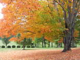 Fall Leaves