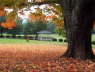 Fall Leaves