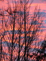 Sunset through trees on cold evening