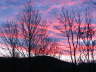 Sunset through trees on cold evening