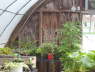 green4