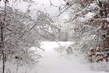 snow1