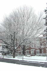 snow4
